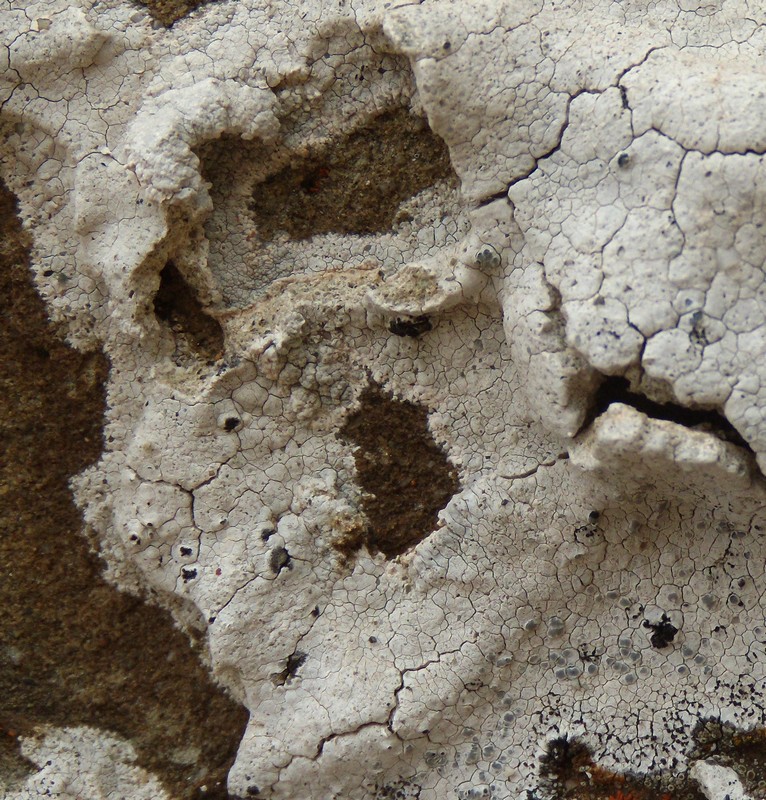 Diploschistes ocellatus - sulle arenarie della Laga